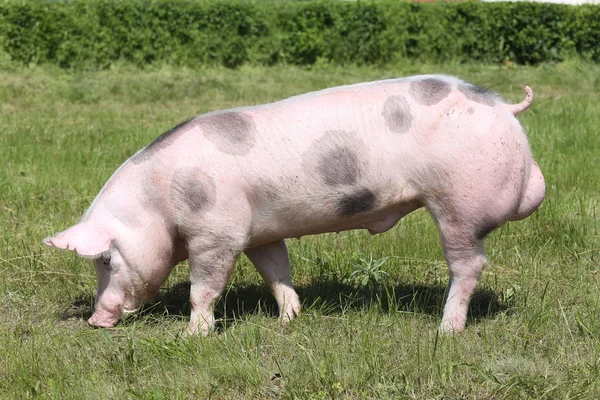 Side view shot of a beautiful young pietrain pig — Stock Photo, Image