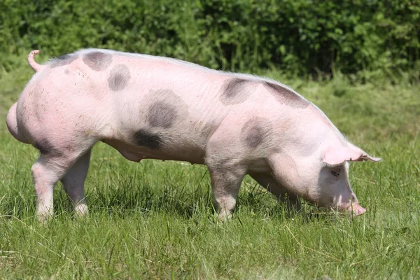 Giovane suino di razza pietriana sull'ambiente naturale — Foto Stock