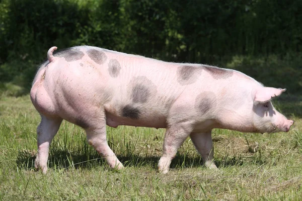 Jovem manchado porco pietrain com manchas pretas no campo de fazenda — Fotografia de Stock