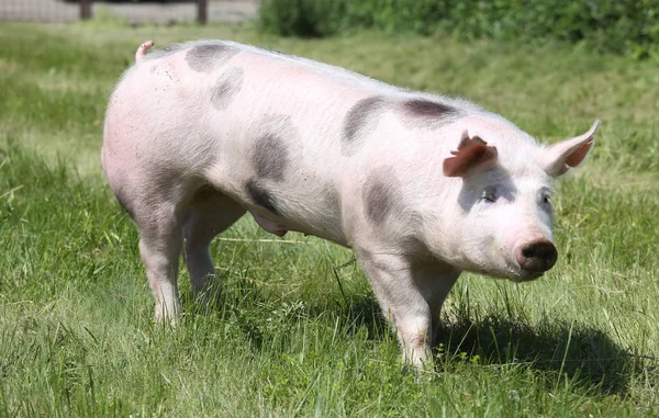 Side view photo of a pietrian young pig on the meadow — Stock Photo, Image