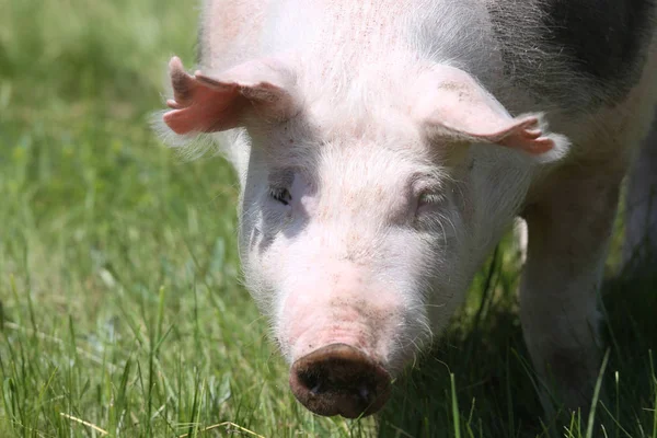 자연 적인 enviroment에 젊은 파이트레인 품종 돼지의 전면 보기 헤드 샷 — 스톡 사진