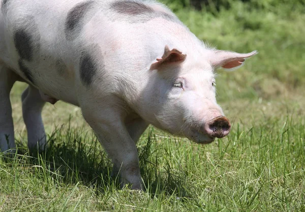 Macchiato pietrain razza maiale colpo alla testa di fattoria animale al pascolo — Foto Stock
