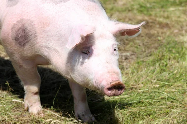 Portrait d'une jeune femelle cochon pietrain sur pâturage — Photo