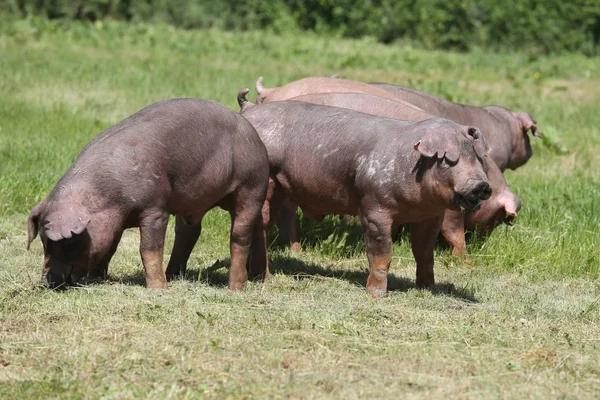 Primo piano di un giovane maiale duroc sul prato — Foto Stock