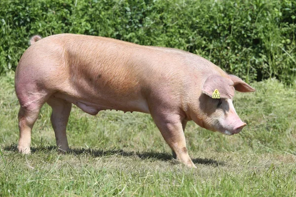 Vista laterale di un giovane maiale di razza duroc sull'ambiente naturale — Foto Stock