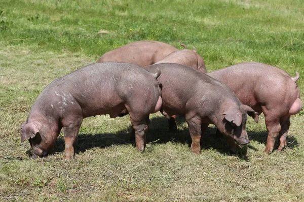 Jovens rebanhos de suínos durocos pastando no verão de campo da fazenda — Fotografia de Stock