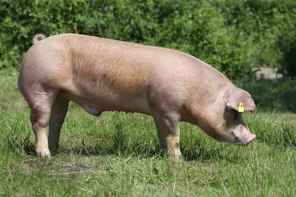 Suino drogato al pascolo sul prato — Foto Stock