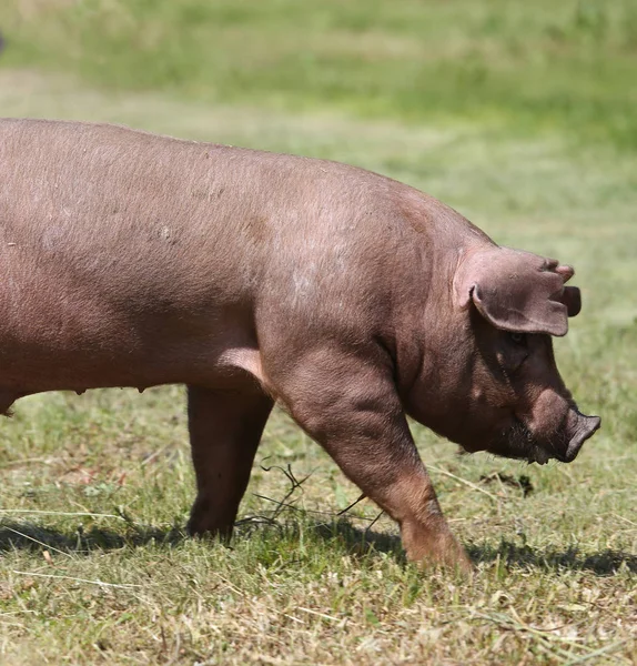 Giovane suino di razza duroc sull'ambiente naturale — Foto Stock