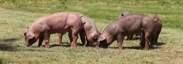 Панорамний вигляд молодих свиней на пасовищі — стокове фото