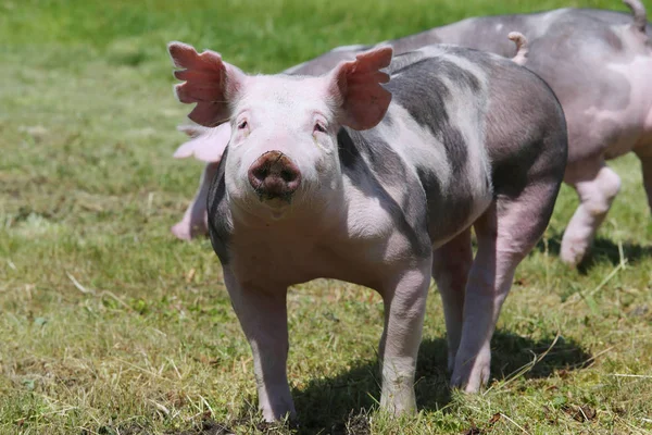 아름 다운 저 작은 돼지 머리 동물 농장에 근접 촬영 — 스톡 사진