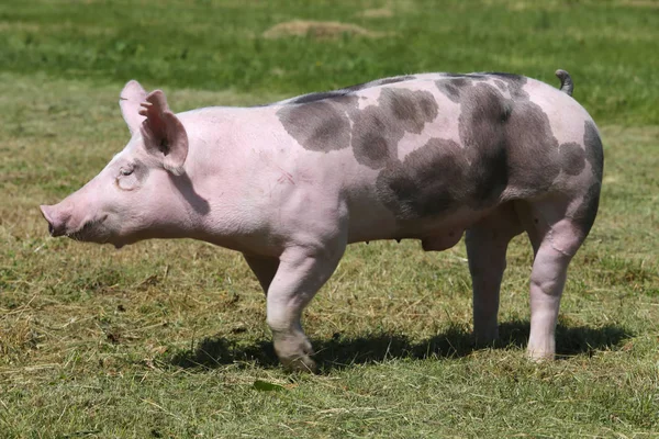 Vista laterale primo piano di un maiale di razza duroc in allevamento animale — Foto Stock