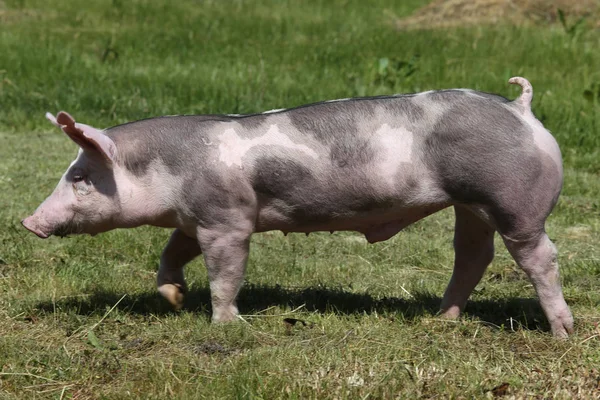牧場の動物農場のデュロック品種豚 — ストック写真