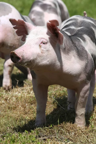頭は牧草地で若いデュロック豚のクローズ アップを撮影 — ストック写真