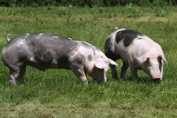 Young duroc pigs on the meadow at animal farm summertime — Stock Photo, Image