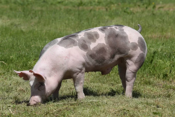 Duroc breed piglet posing at animal farm on pasture — Stock Photo, Image