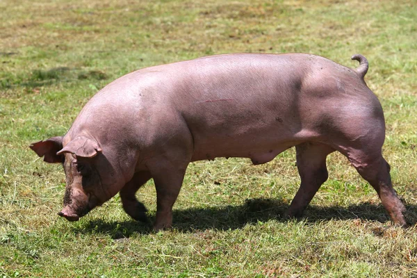 Domestic pig grazing on animal farm summertime — Stock Photo, Image