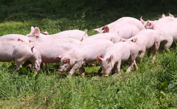 Pequeños lechones jóvenes en el prado verde —  Fotos de Stock