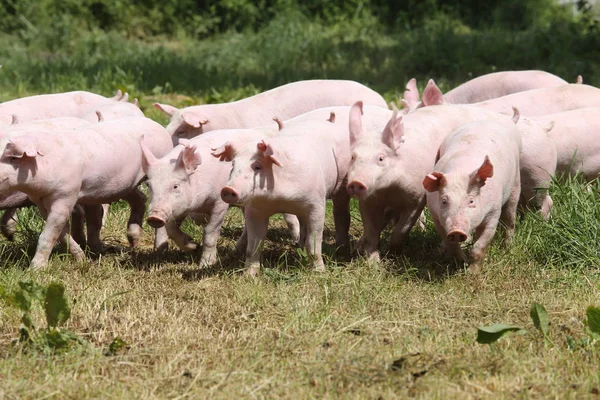 돼지 모금 사육 동물 농장 농촌 현장에 농업 — 스톡 사진