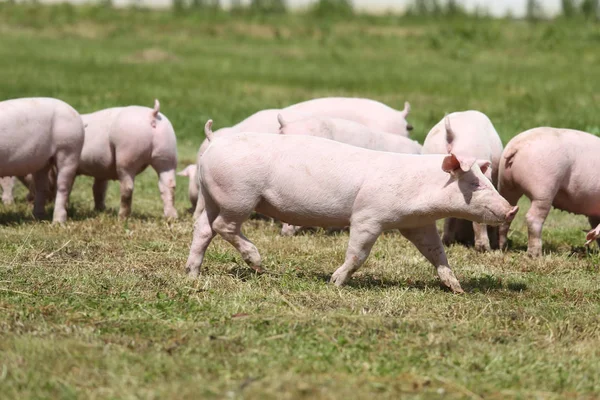 동물 농장 summetime에 piglets의 무리 — 스톡 사진