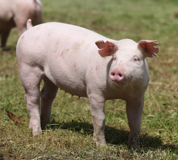 Piglet pastan gratis en la granja durante el verano —  Fotos de Stock