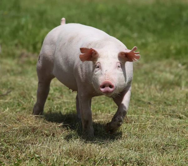 Little pink growing piglet grazing on rural pig farm — Stock Photo, Image