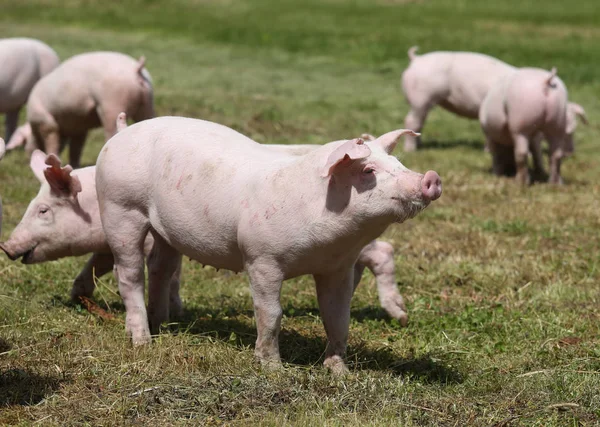 Cerdos domésticos en el prado de la granja de animales — Foto de Stock