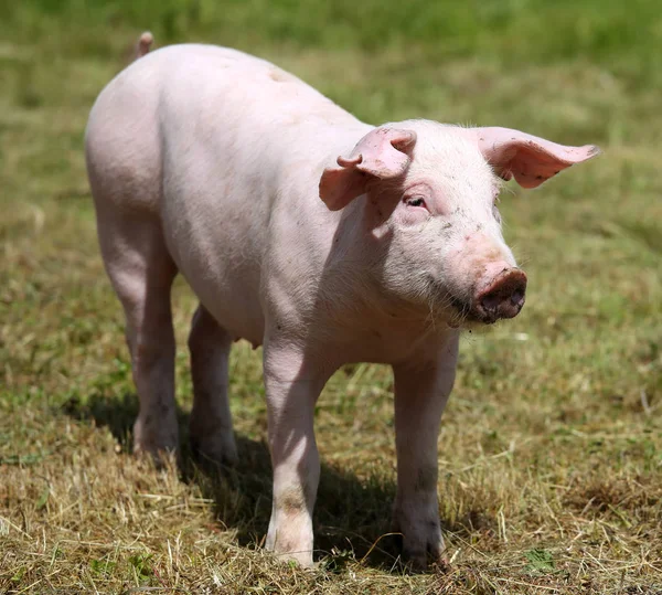 Porcellino godendo del sole sull'erba verde vicino alla fattoria — Foto Stock