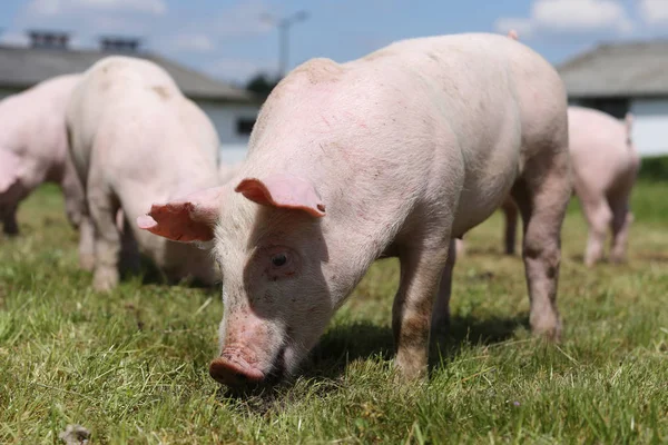 Group photo of young piglets enjoying sunshine on green grass — Stock Photo, Image