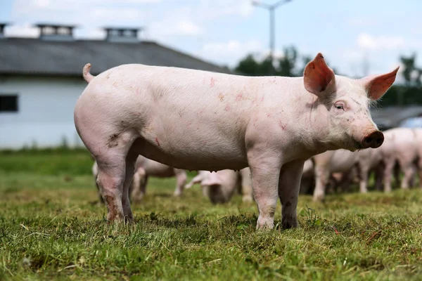 Lovely little pigs on organic farm