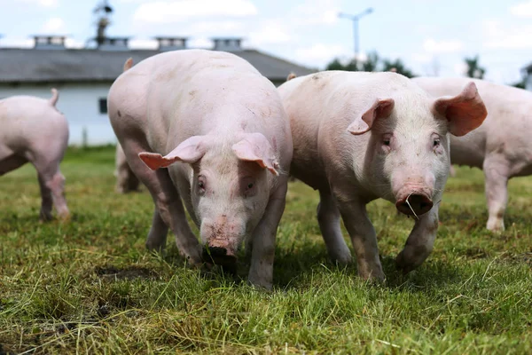 Ritratto da vicino di due maialini sul prato — Foto Stock