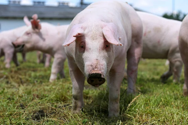 小猪面孔特写在动物农场农村场面夏天 — 图库照片