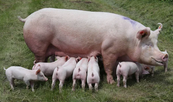 Allattamento al seno di maialini in allevamento sul prato — Foto Stock