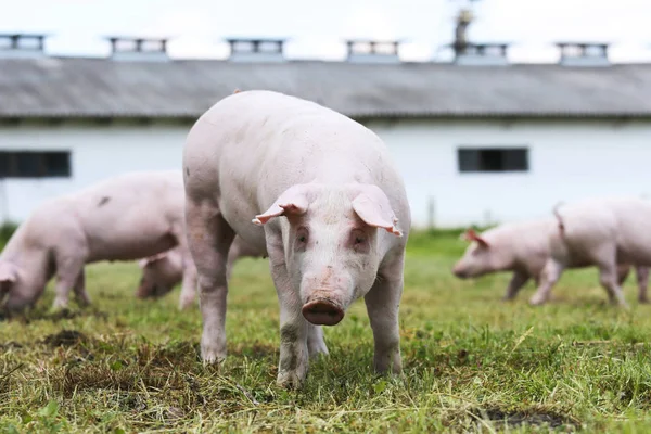 Piglet portrait on pig breeding farm rural scene