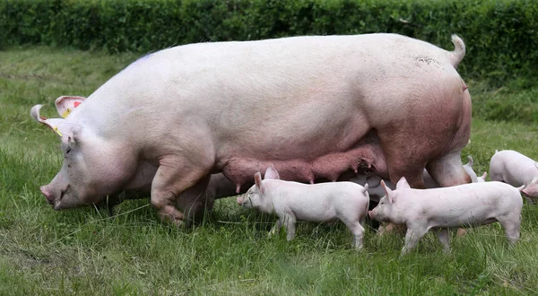 Little pigs breast-feeding closeup at animal farm rural scene — Stock Photo, Image