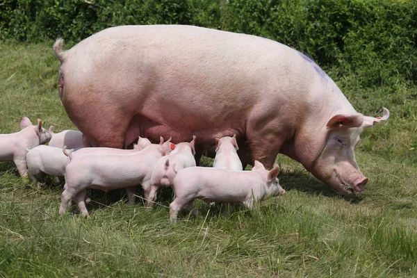 Szép kis sertések szoptatás a biogazdálkodási — Stock Fotó