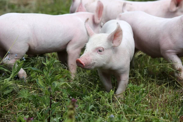 Mandria di suinetti in estate negli allevamenti — Foto Stock