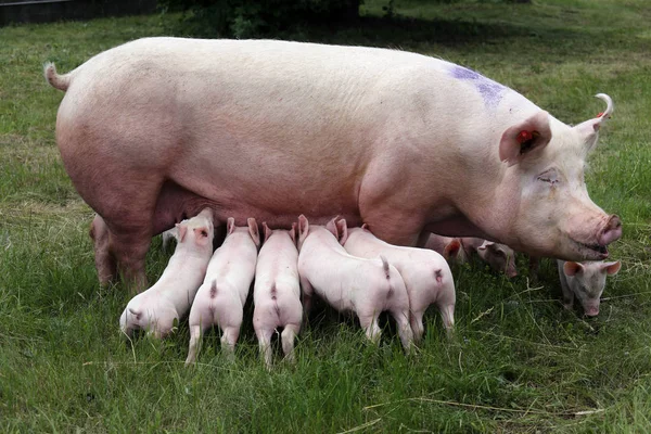 Suinetti che allattano in fattoria. Piccoli maialini . — Foto Stock