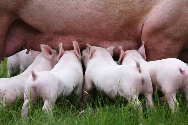 Piccoli maiali che allattano al seno primo piano nella scena rurale dell'allevamento animale — Foto Stock