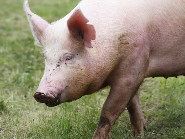 Portrait d'un jeune porc à la ferme animale sur prairie d'herbe verte — Photo