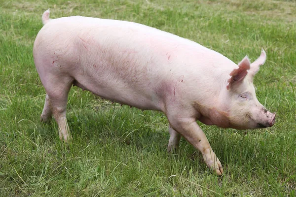 放牧对农村猪场的小粉红越来越小猪 — 图库照片