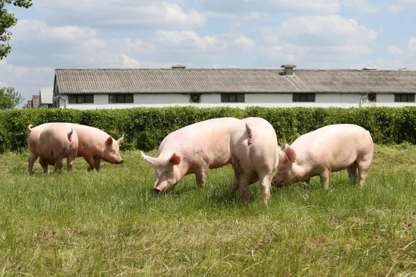 Панорамный вид на животноводческую ферму — стоковое фото