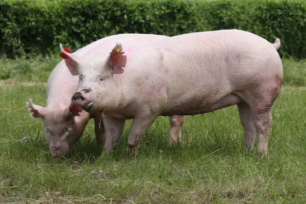 Розовые поросята пасутся на сельской свиноферме — стоковое фото