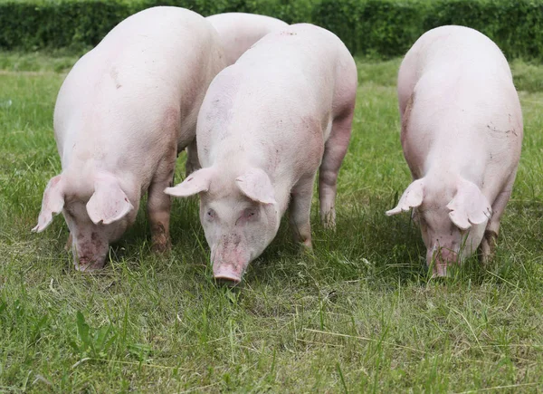 Крупный план симпатичных молодых свиней на животноводческой ферме на открытом воздухе — стоковое фото