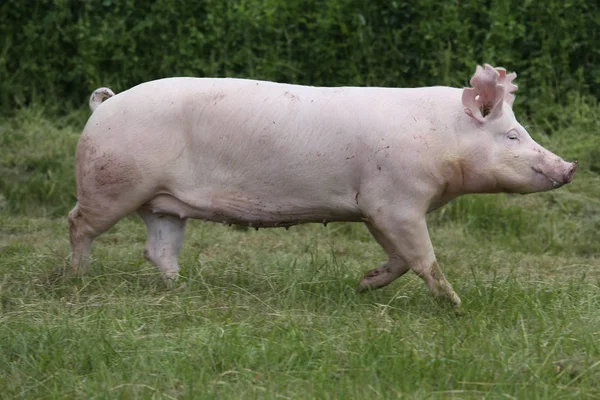 Молодая свинья бегает по летнему лугу — стоковое фото