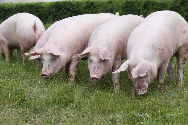 Group of young sow grazing on pasture