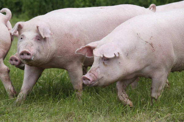 Grup genç ekmek mera üzerinde otlatma