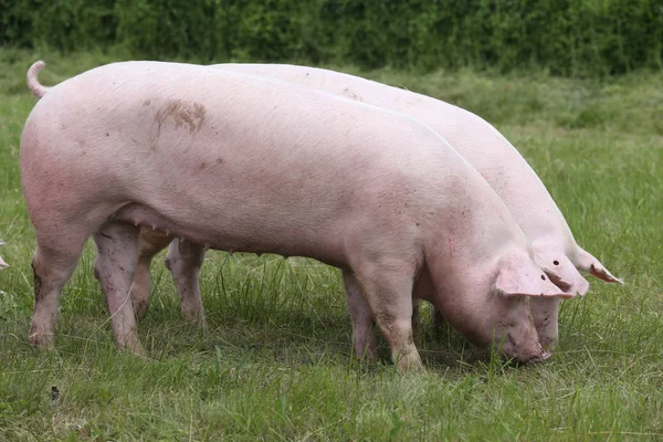 Duroc RAS varkens grazen op weiden op dierlijk landbouwbedrijf — Stockfoto