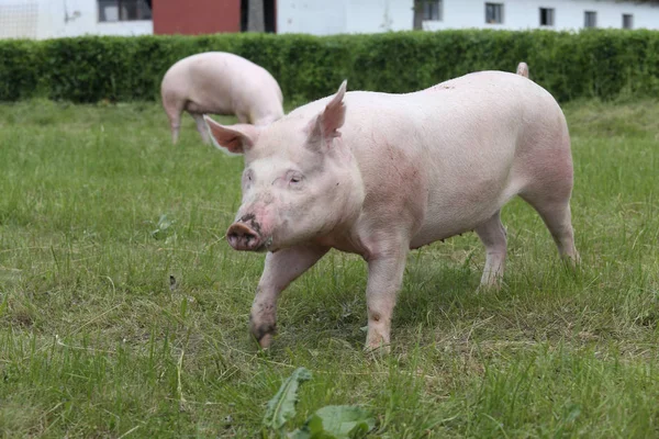  Domuz çiftliği yakınında yeşil çimenlerin üzerinde güneş zevk