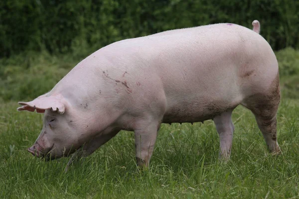 Du porc rose paissant sur la prairie. Jeune porc de race domestique — Photo