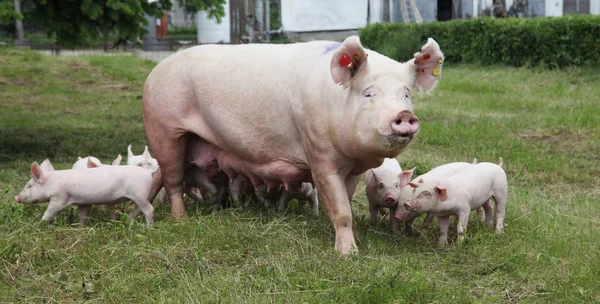 Поросята висмоктуються з родючої свинини на літньому пасовищі — стокове фото